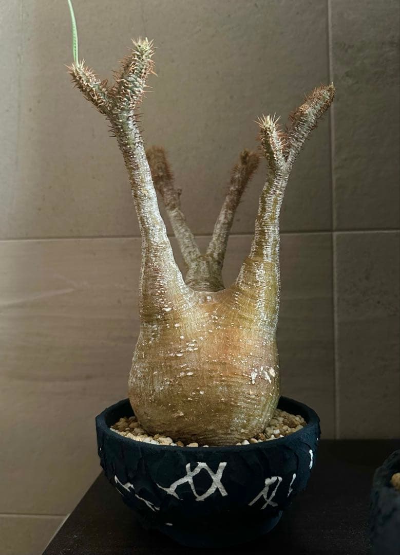 パキポディウムグラキリス 【鉢付き】早い者勝ち