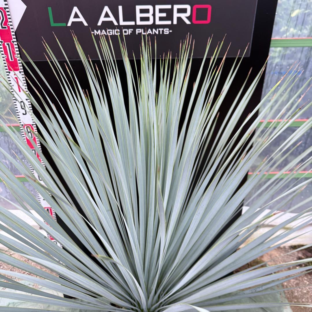 【AL1042】ユッカ　ロストラータ　ランチョブルー　数量限定販売