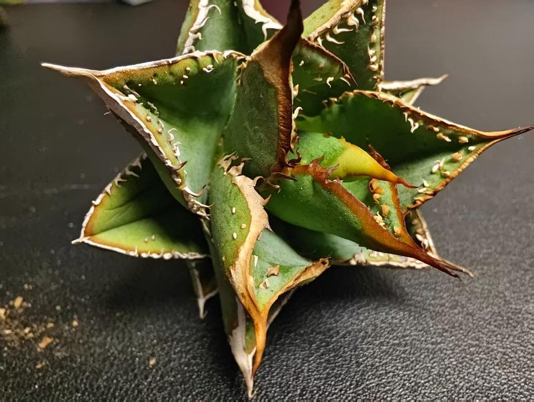 プ*ん様 アガベ チタノタ 麻花龍 極上強棘 特選美株 ブツブツ コレクシ Li