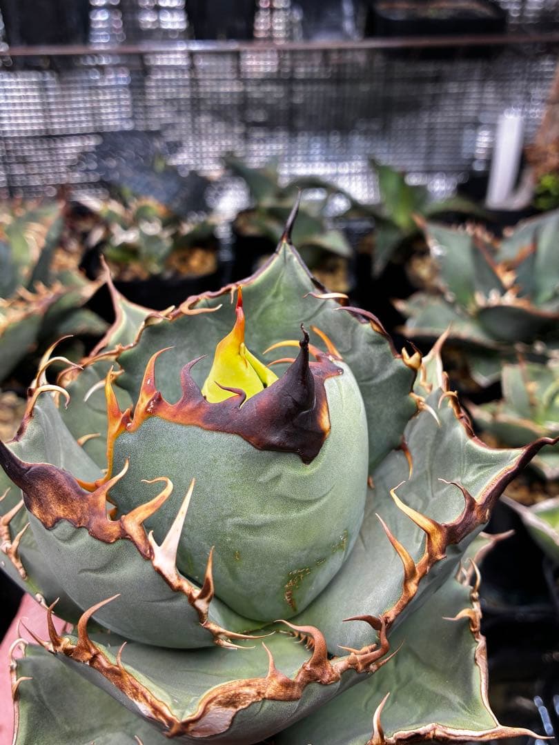 AGAVE OTEROI 実生株（青葉系）