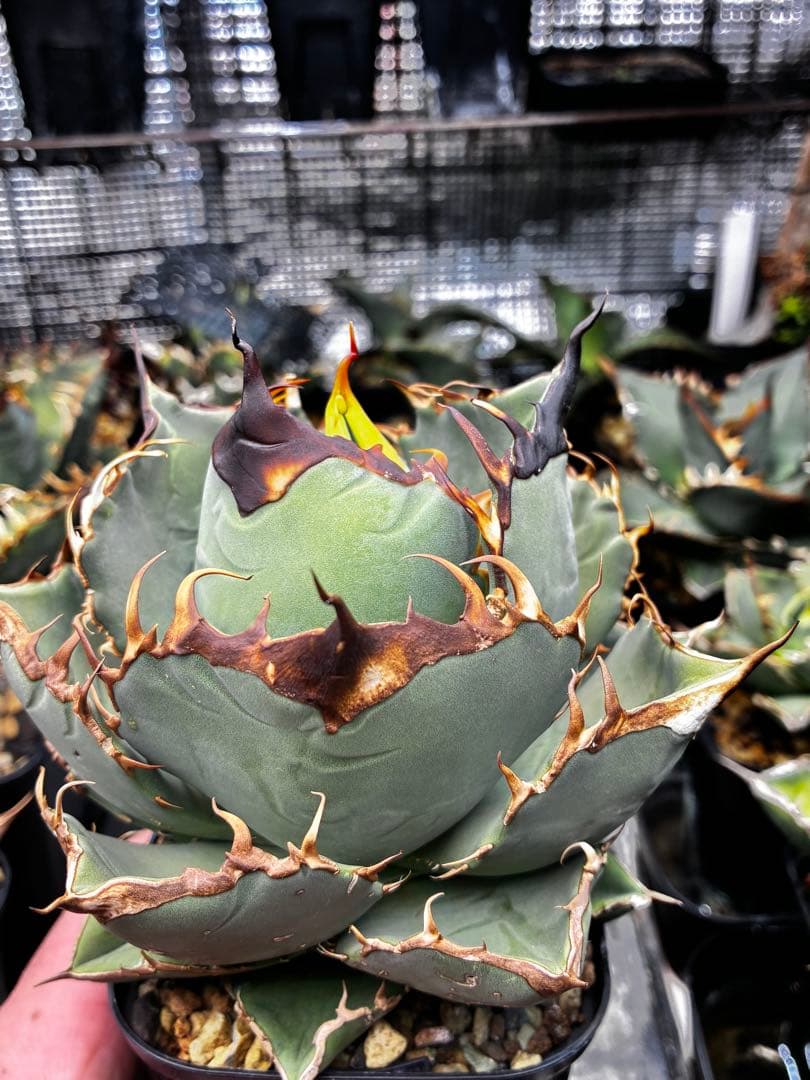 AGAVE OTEROI 実生株（青葉系）