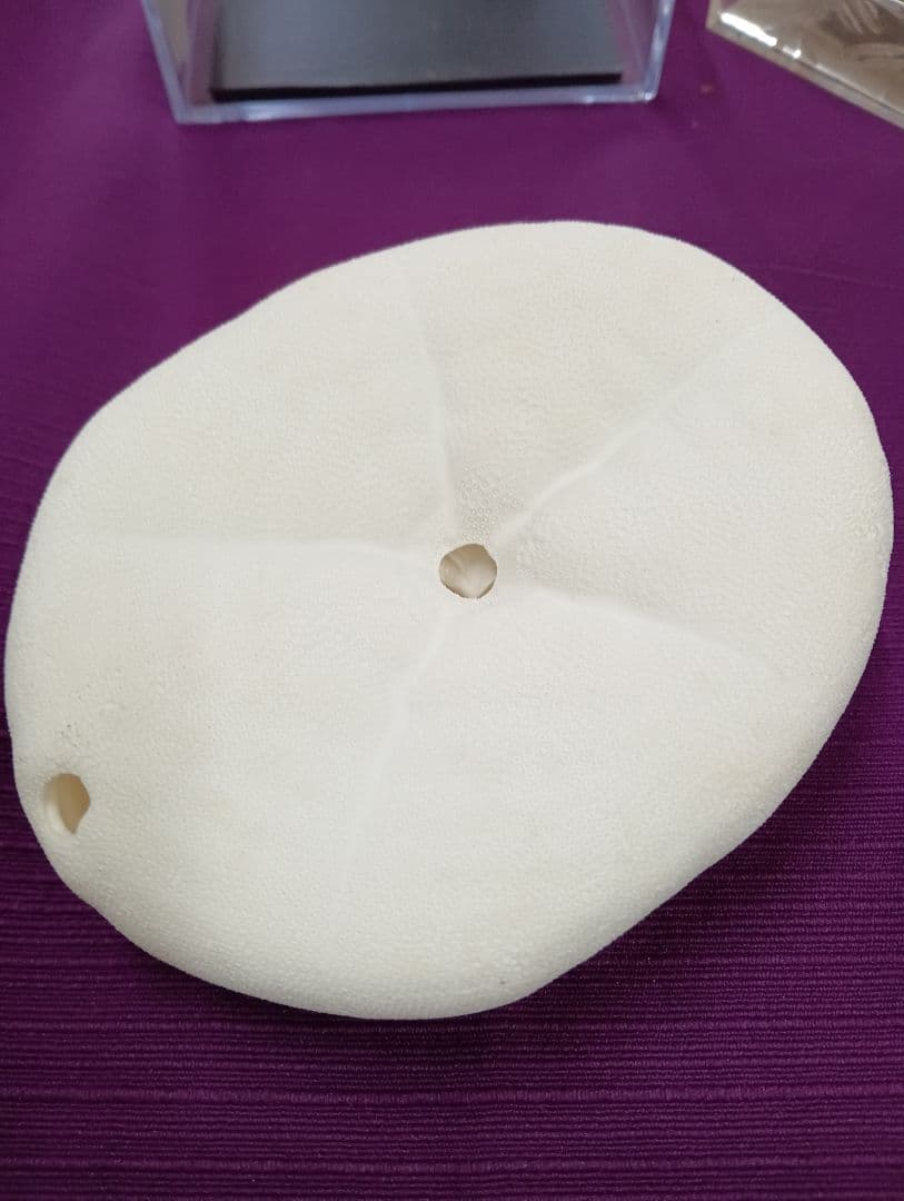 四国太平洋高知県産稀少平家蟹（蜘蛛蟹）サムライ蟹＆タコノマクラリアル標本セット