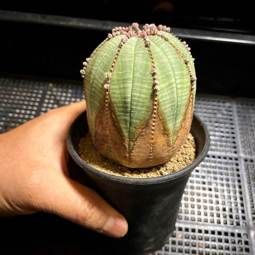 特大株　オベサ 木質化　ユーフォルビア　サボテン　多肉植物