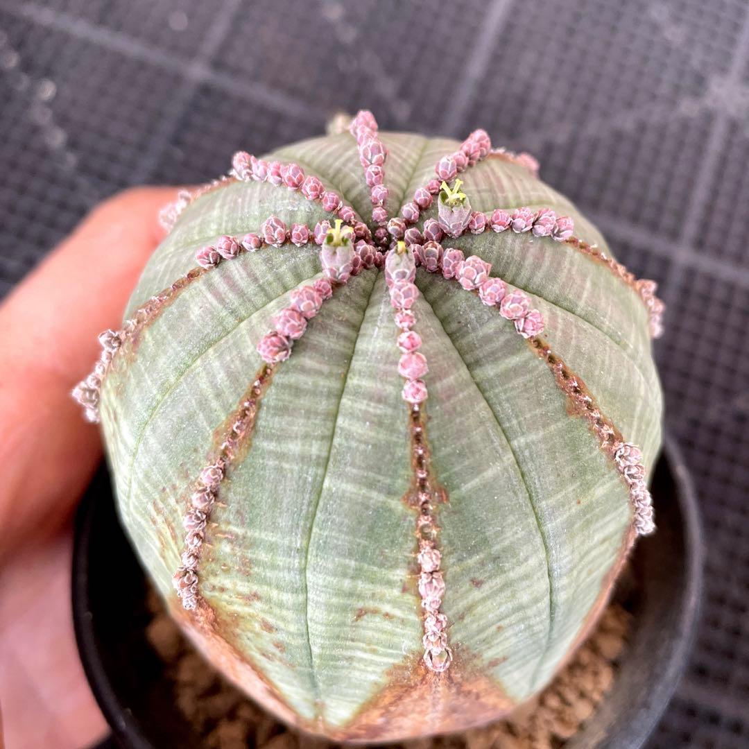 特大株　オベサ 木質化　ユーフォルビア　サボテン　多肉植物