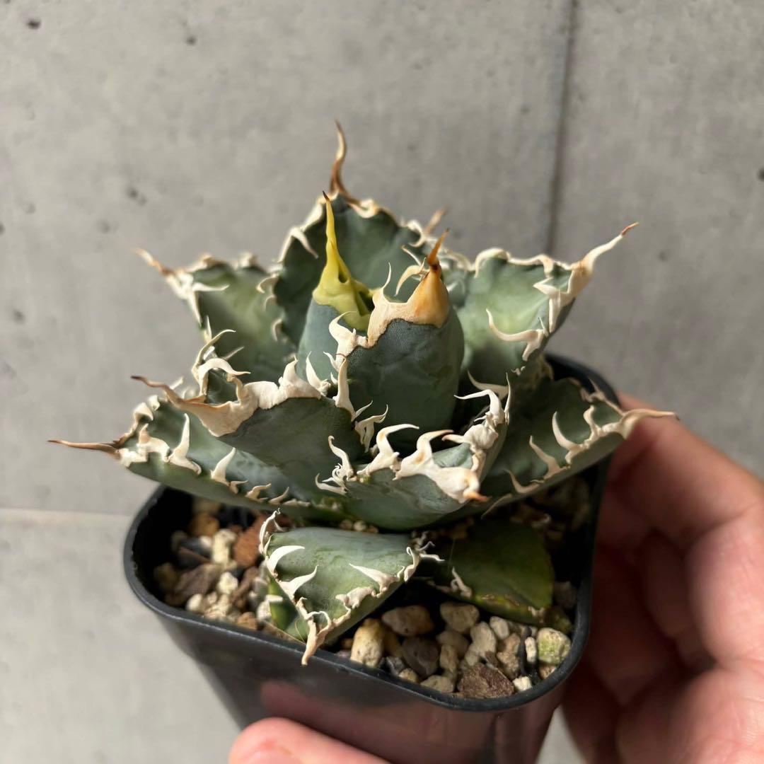 アガベ　オテロイ　実生　選抜株