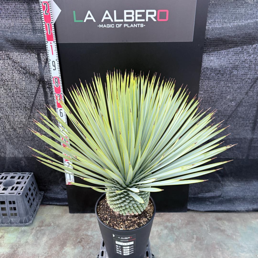 【AL1191】ユッカ　ロストラータ　シルバーブルー　極太　超美形　短葉