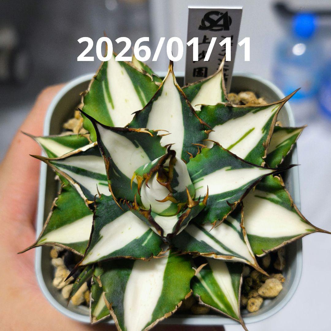 アガベ　チタノタ　太陽神錦 白中斑 トップうねり 子株付き