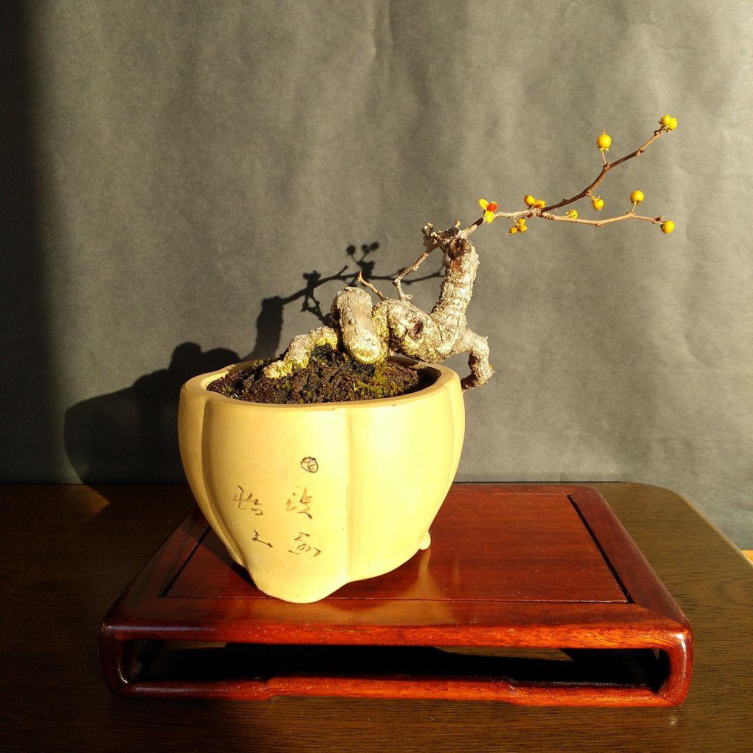 ツルウメモドキ