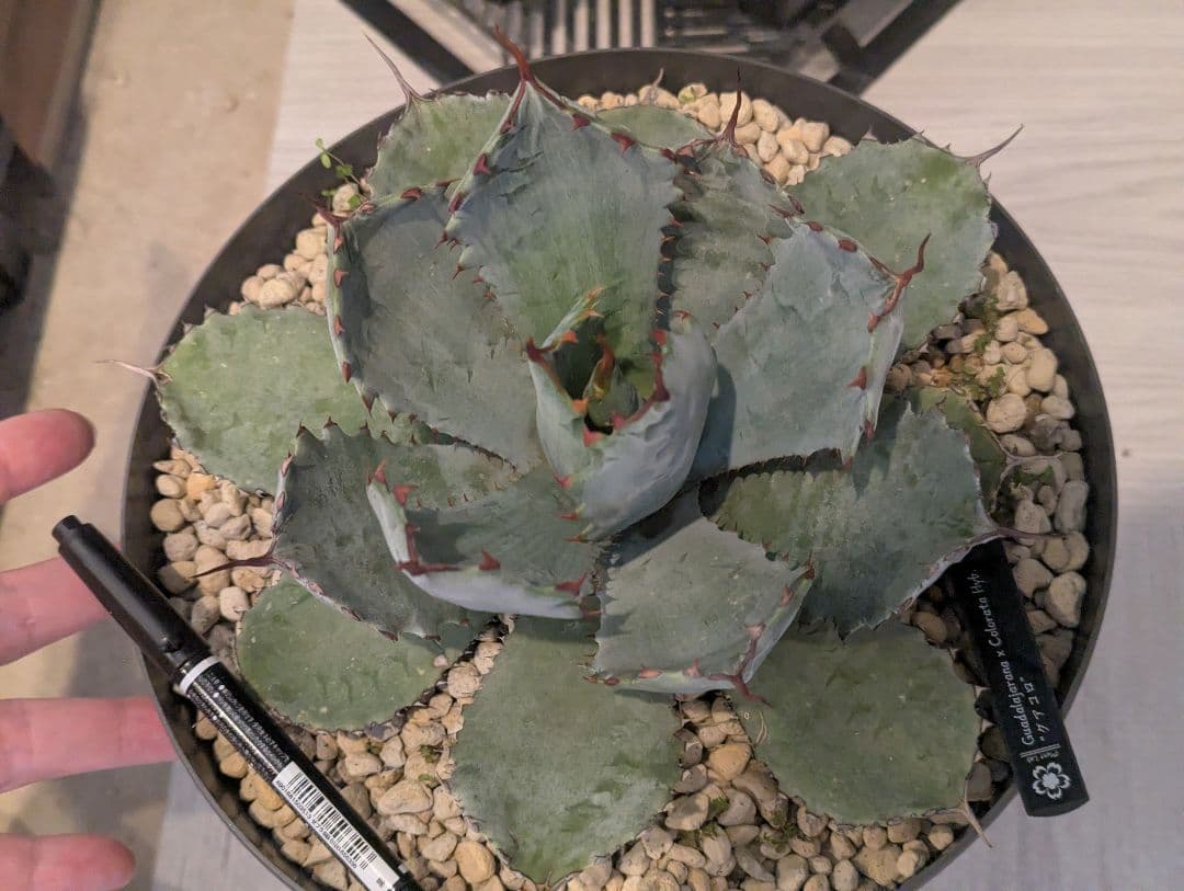 激レアハイブリッド グアダラハラナ×コロラータ 大株