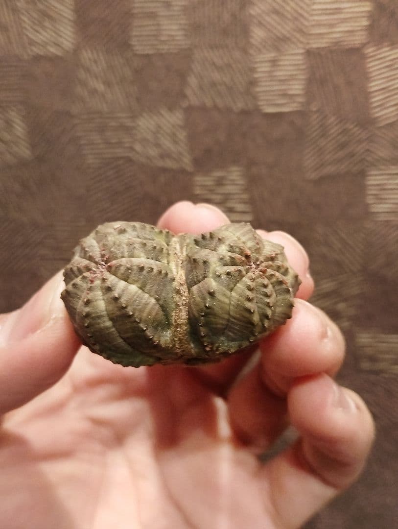 希少 ユーフォルビア オベサ ダブルベッド 発根済み