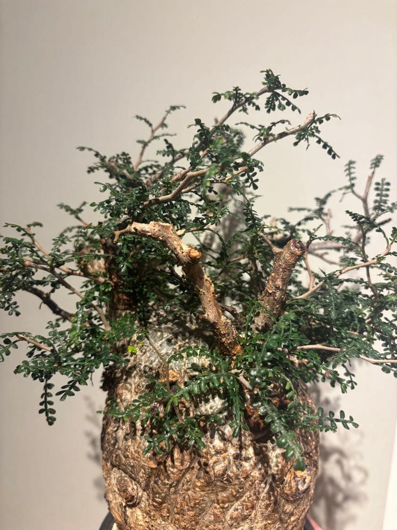 ソウルフル　オペルクリカリア　パキプス　塊根