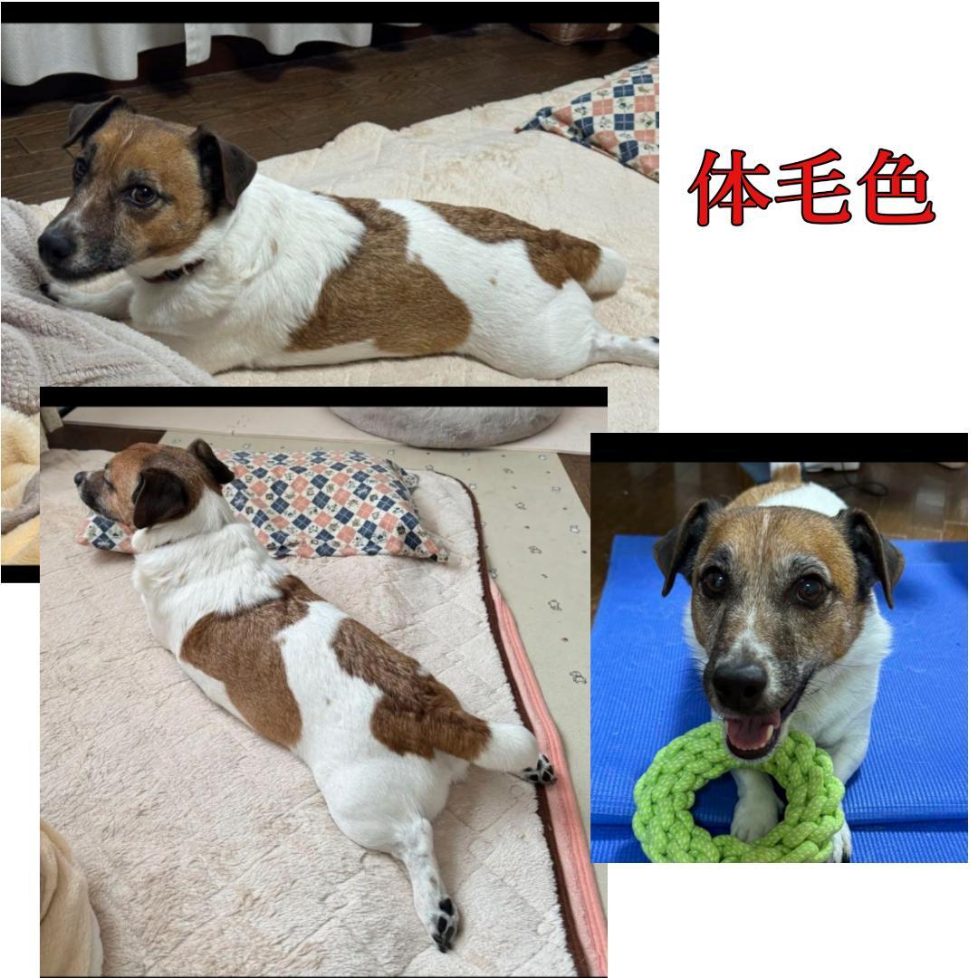 羊毛フェルト Yu様 ジャックラッセル&インコ ハンドメイド オーダー