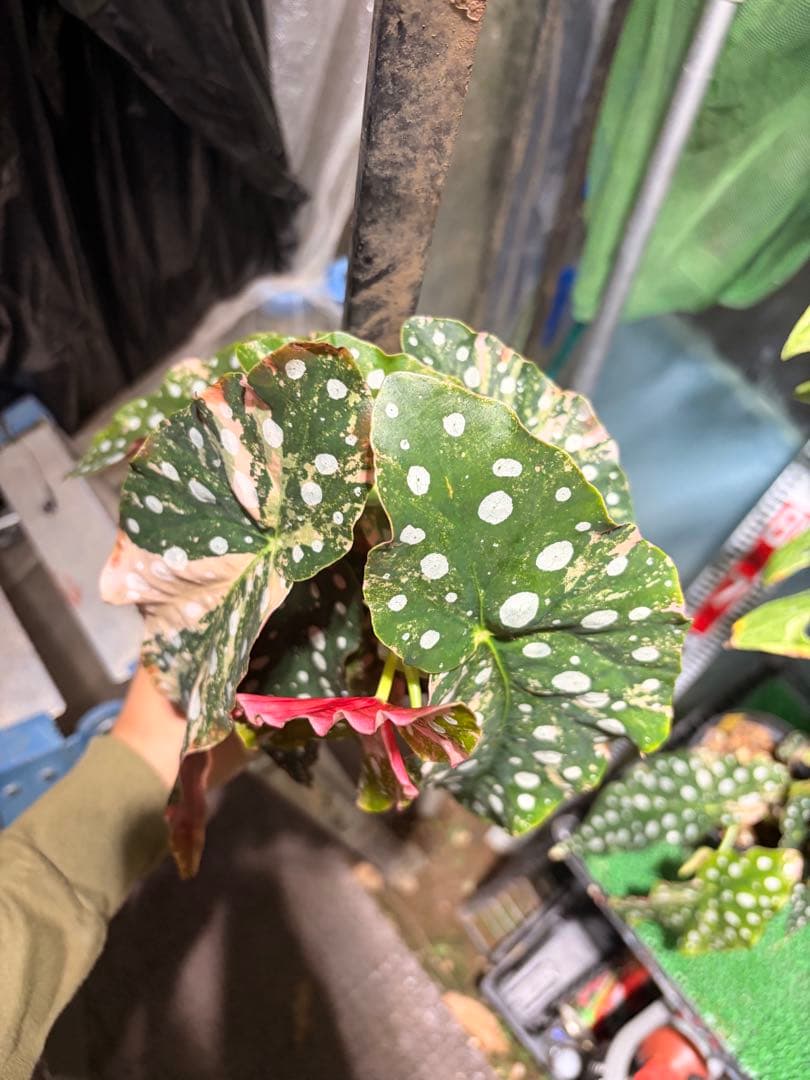 特大株葉数15枚 ベゴニアマクラータ 極上美斑入り