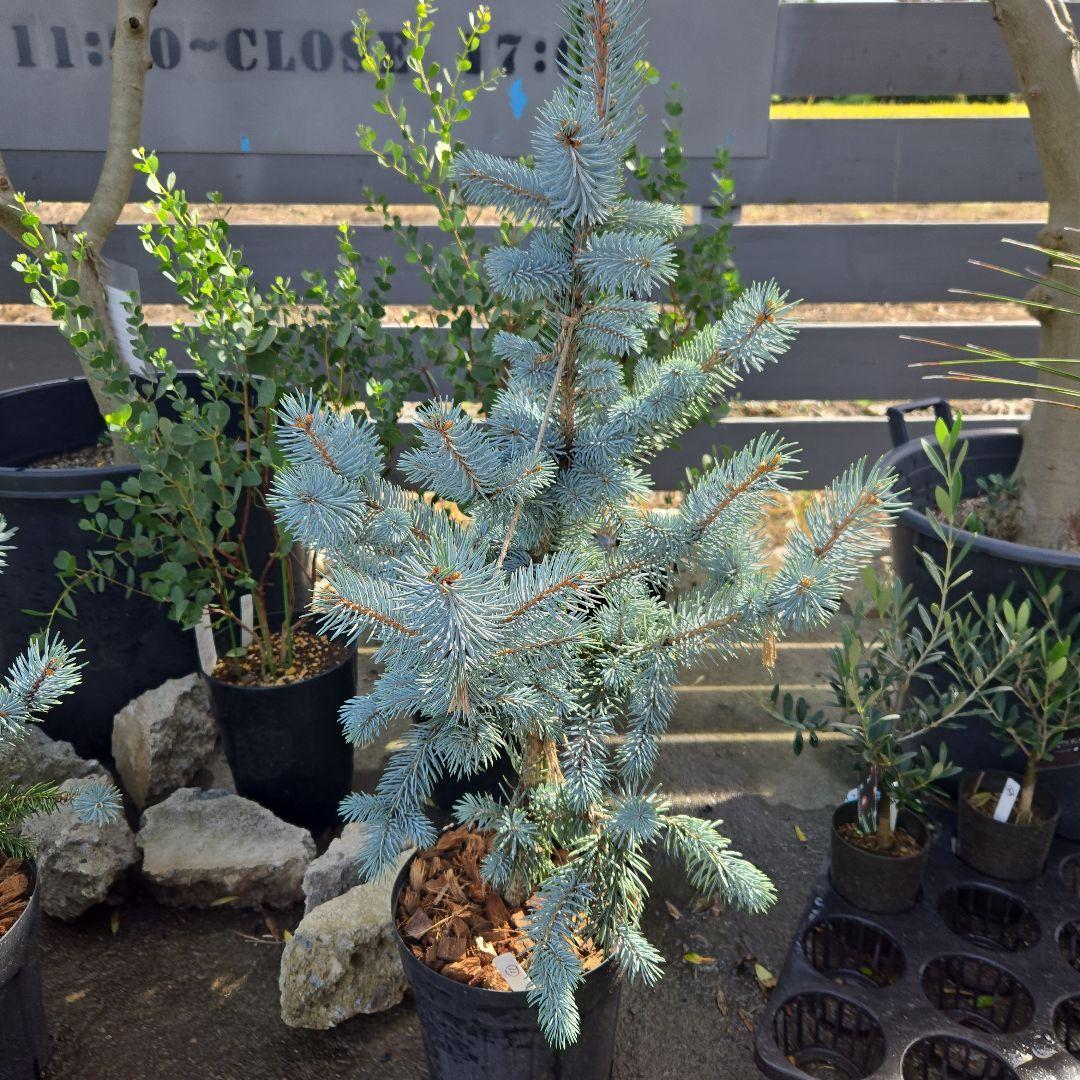 ⑪　ブンゲンス　トウヒ　ホプシー７号　最高等級極上品‼️