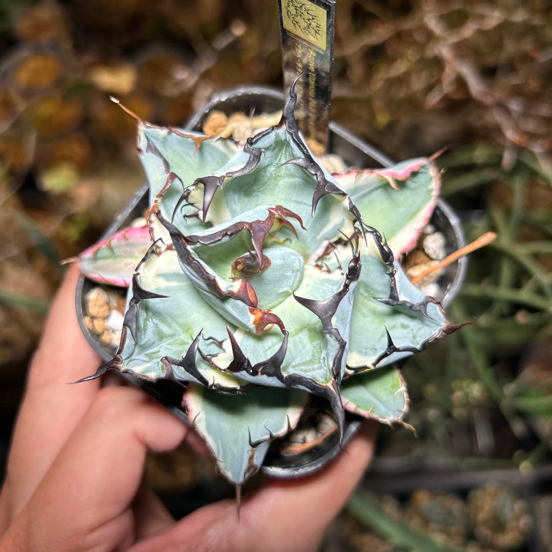 アガベ チタノタ BB錦 白覆輪斑 ブラックアンドブルー錦 発根済み