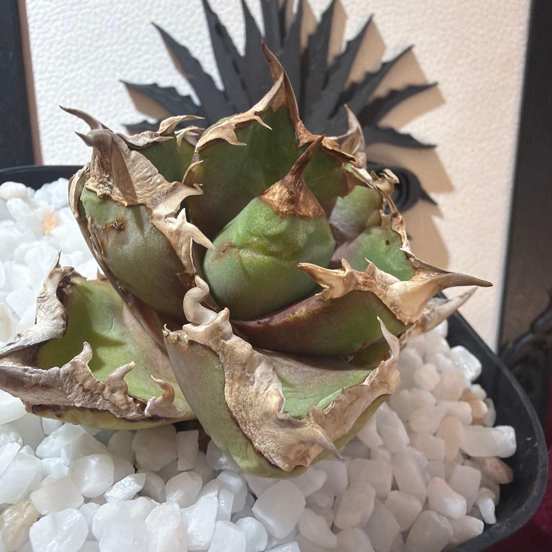 アガベ 清櫻　極上