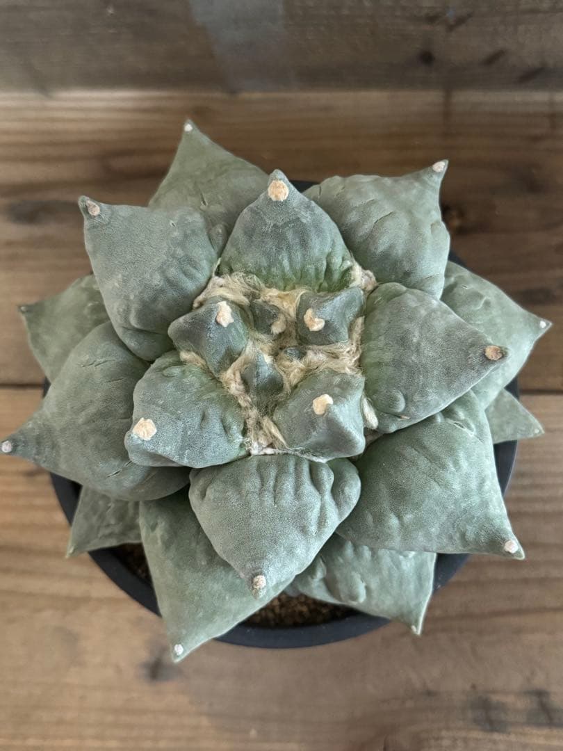 【幅広疣】怒涛ロイヤルシワ疣花牡丹 アリオカルプス 花牡丹 亀甲牡丹