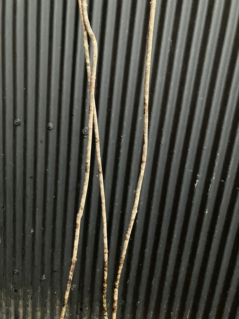 山採り　オトコヨウゾメ