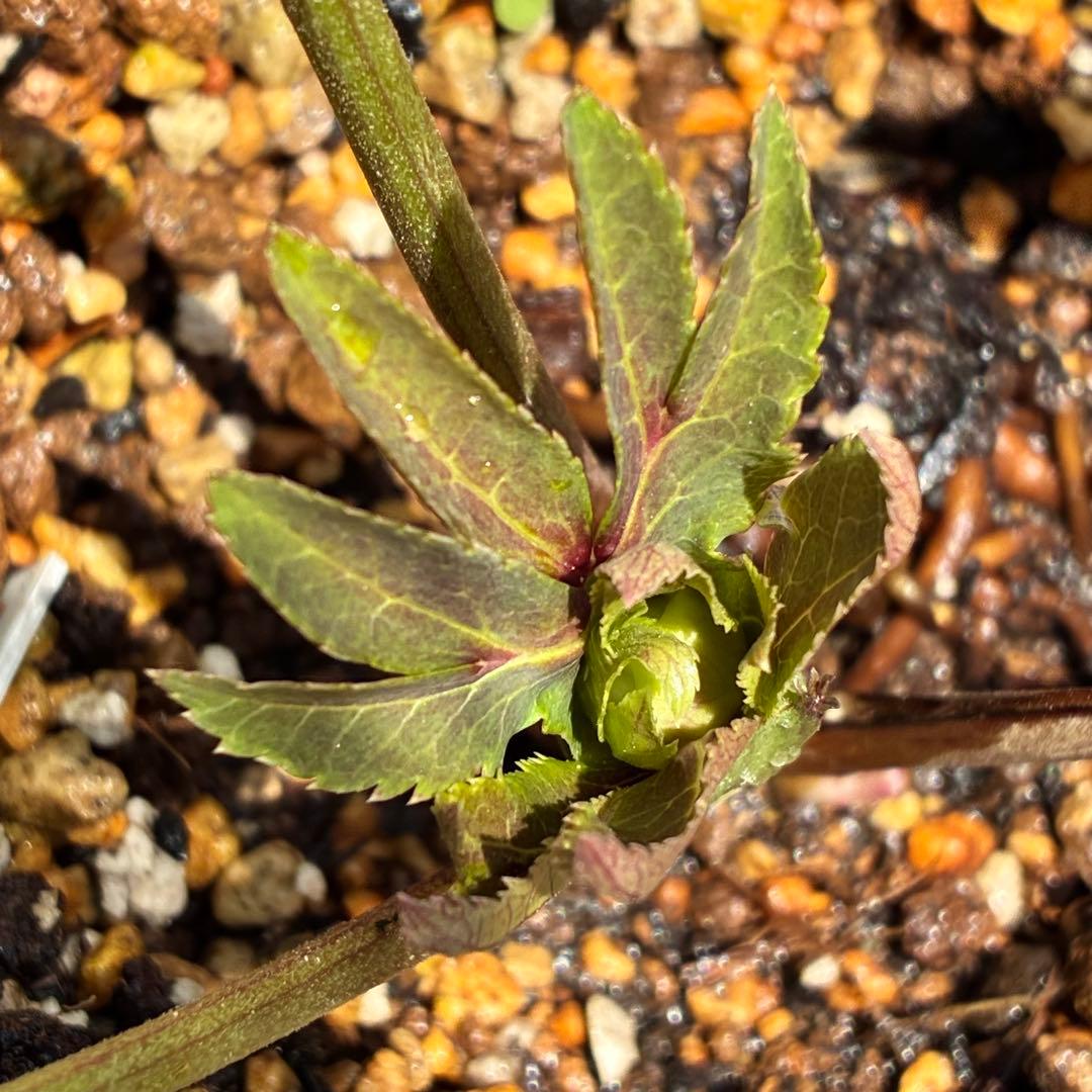 ヒ*イ様 ☘️限定1株☘️未株分け☘️蕾付き☘️3357⭐️アンティークドレスの