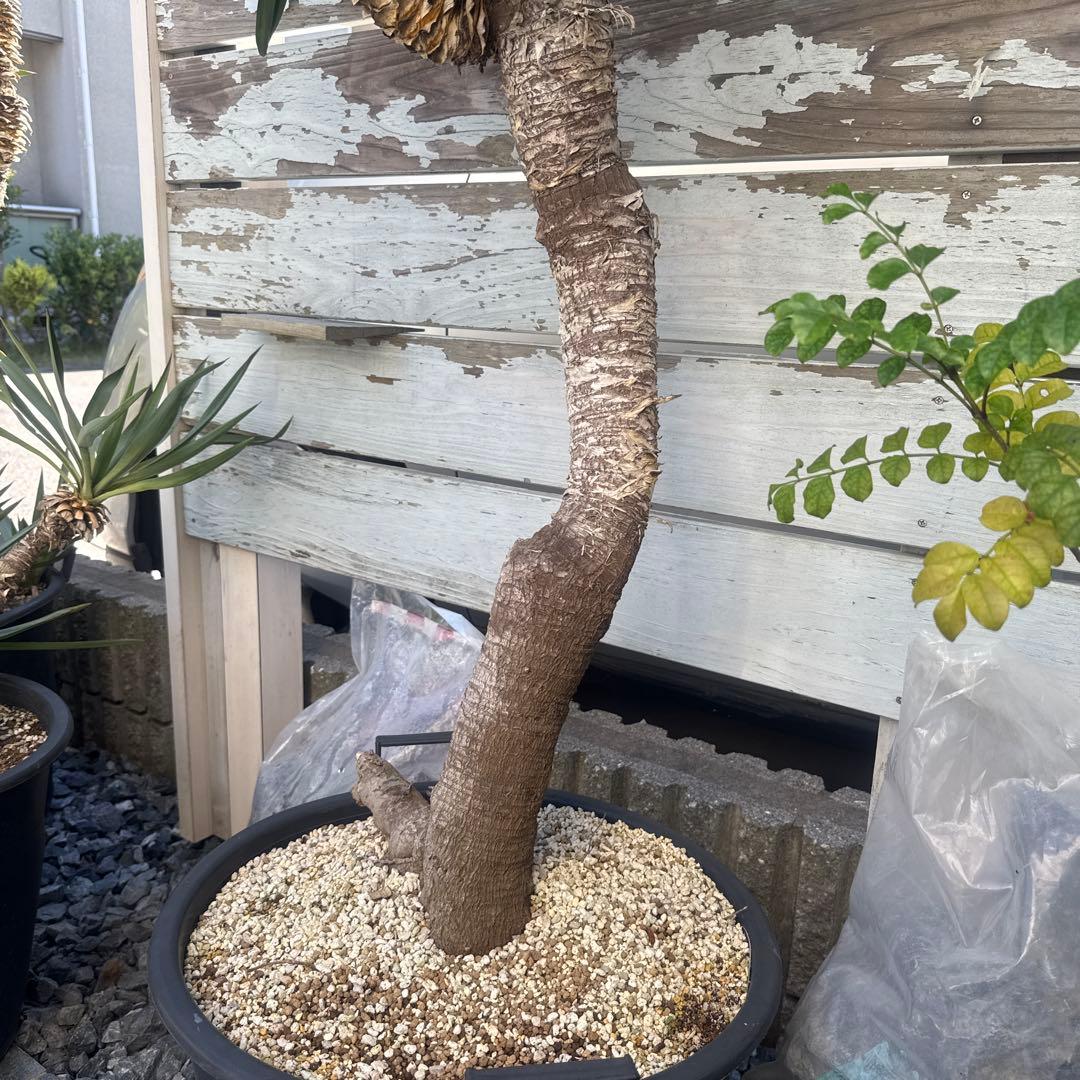 ユッカグロリオサ　分頭！　子株も有り　芋付き　1.3m以上　直接取り引きのみ