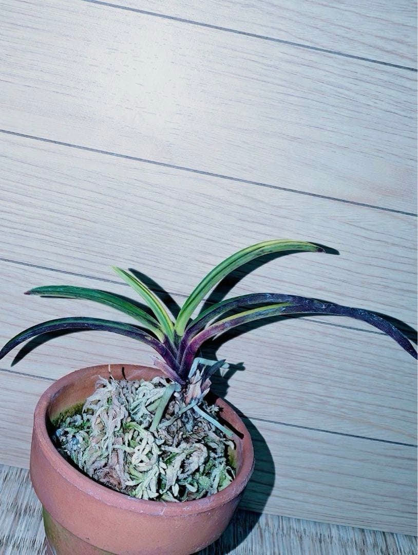 【迎春特別出品】富貴蘭「至楽」別格稀貴品