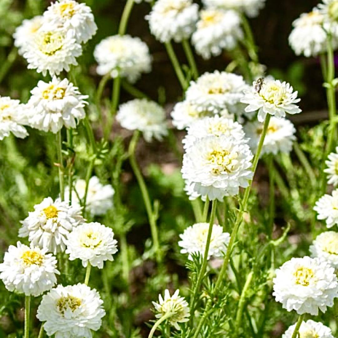 八重咲きローマン　苗　ダブルフラワーカモミール　カモミール　ハーブ　夏越し