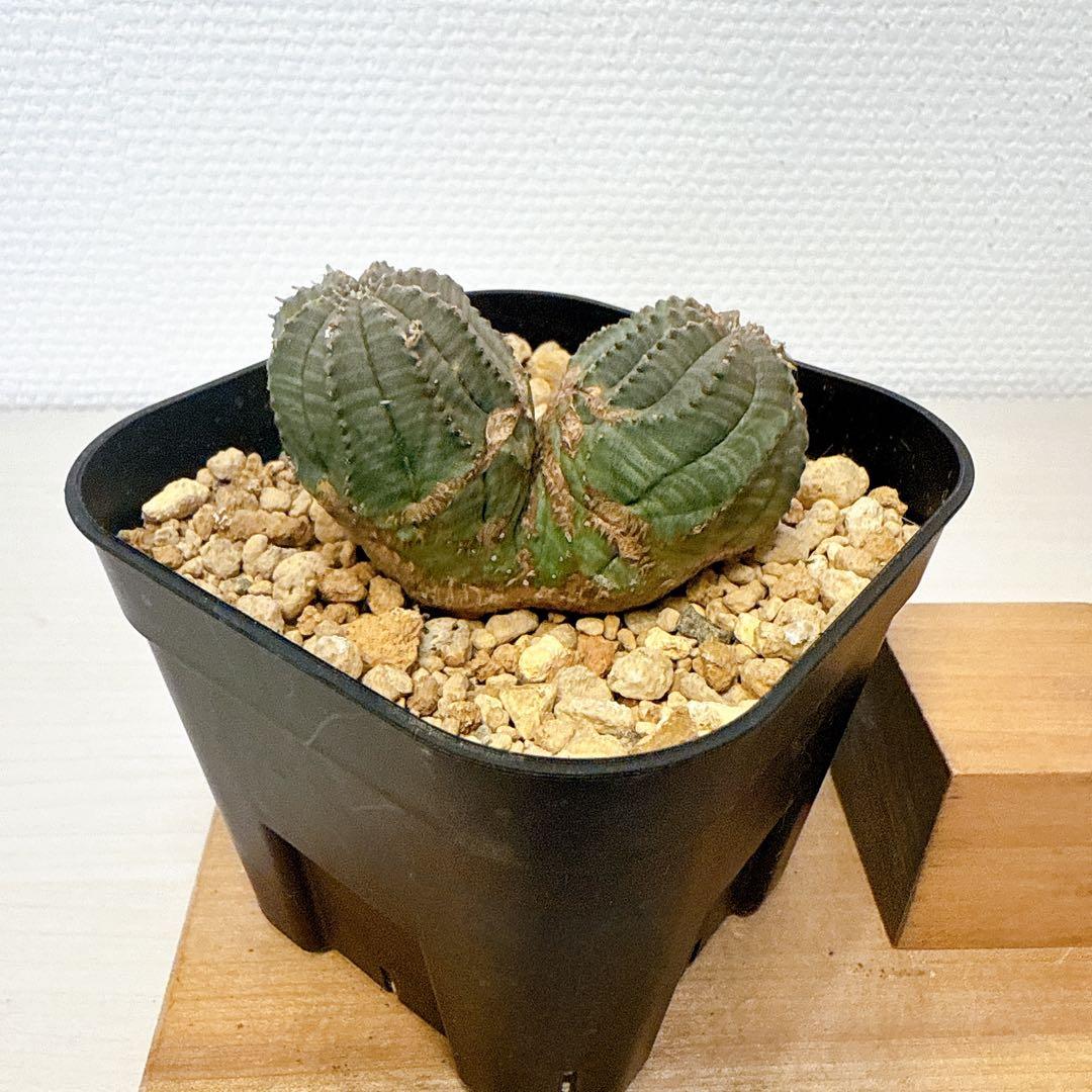 2頭オベサ【発根済】ユーフォルビア/バリダ ホリダ