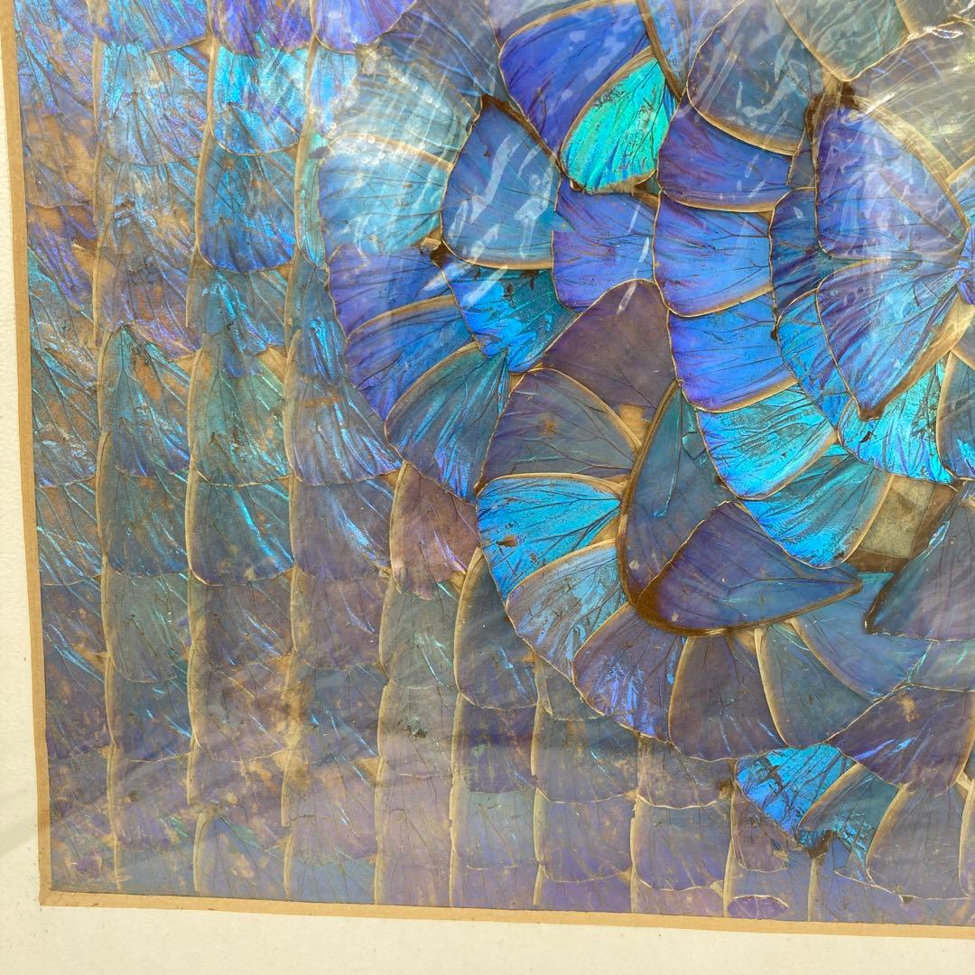 【レア】　モルフォ蝶　標本　アート 美術　芸術　昆虫　チョウ