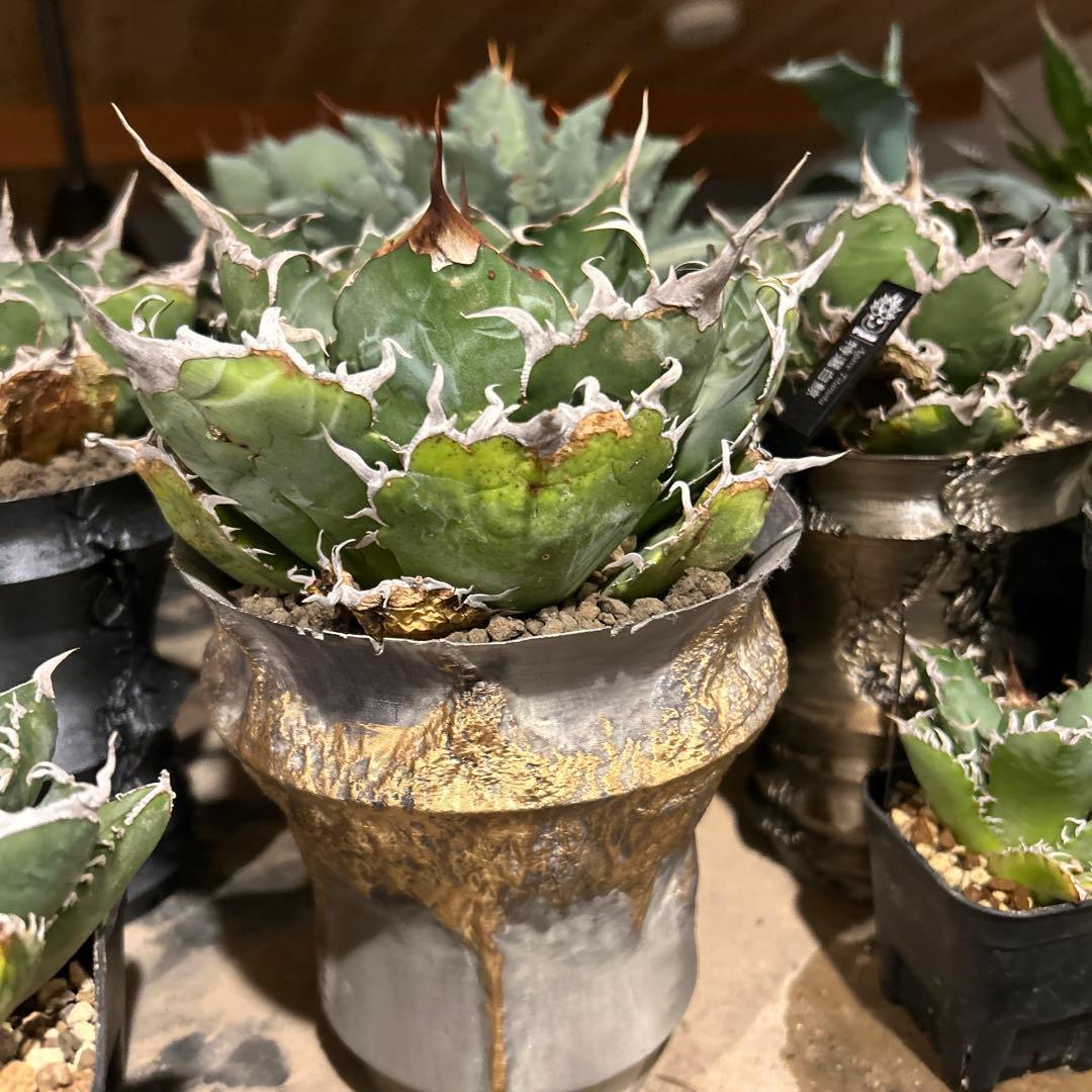 白鯨［大株］作家鉢付き　コレクション株　激長トップスパイン