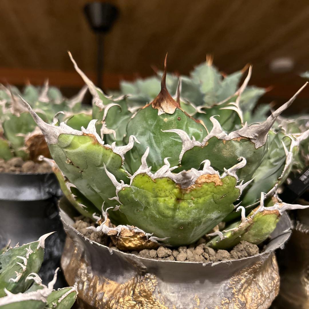 白鯨［大株］作家鉢付き　コレクション株　激長トップスパイン