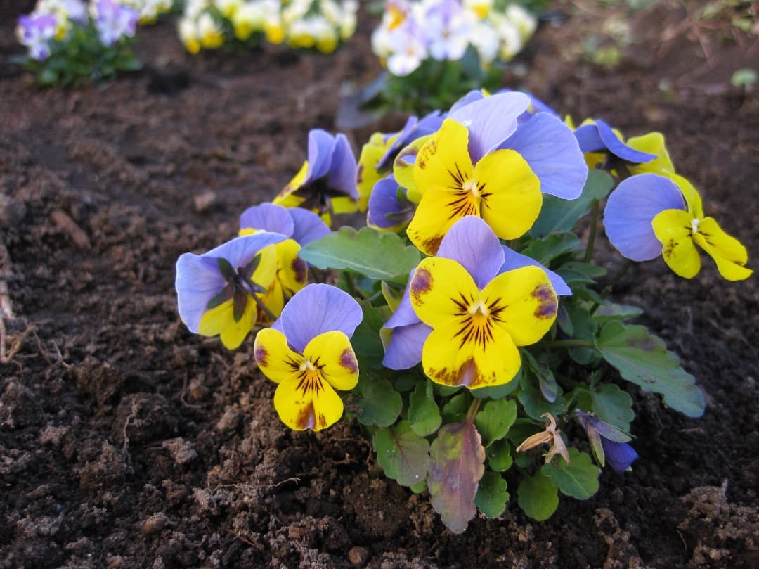 実写美⭕️良品【動作確認済み】 Canon IXY DIGITAL 25 IS