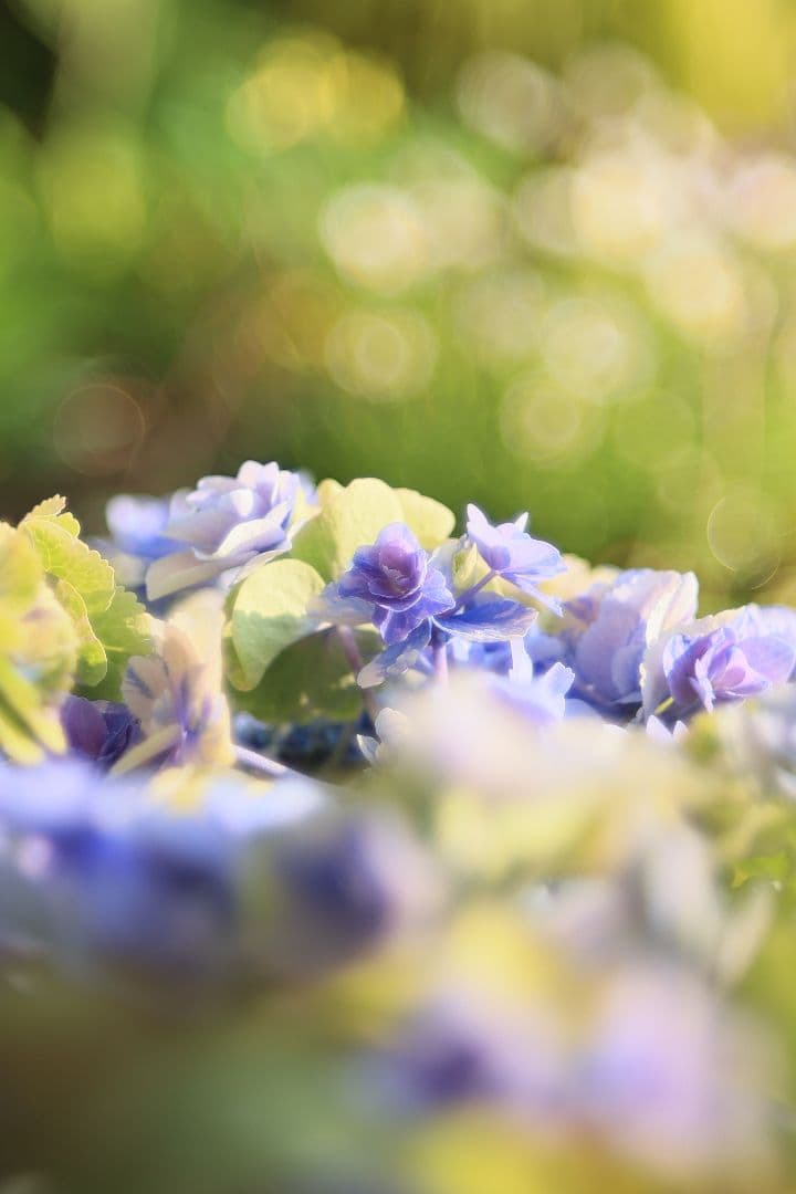 FUJINON 55mm F2.2 【美品】