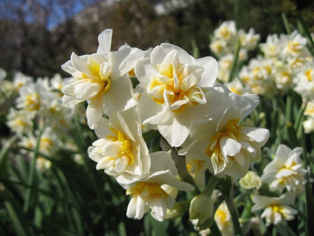 実写美⭕️新品同様【動作確認済】Canon IXY DIGITAL 800IS