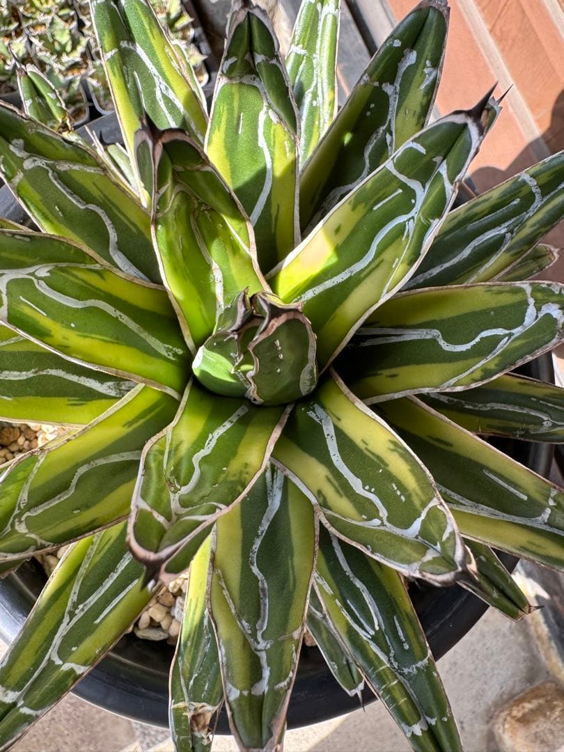 アガベ Agave victoriae-reginae variegata 176