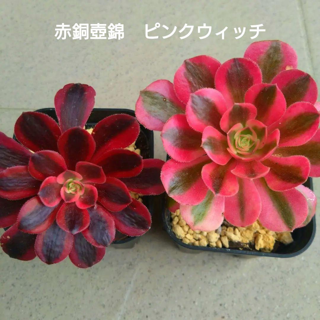 多肉植物アエオニウム