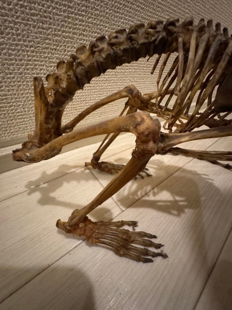 猿　全身標本
