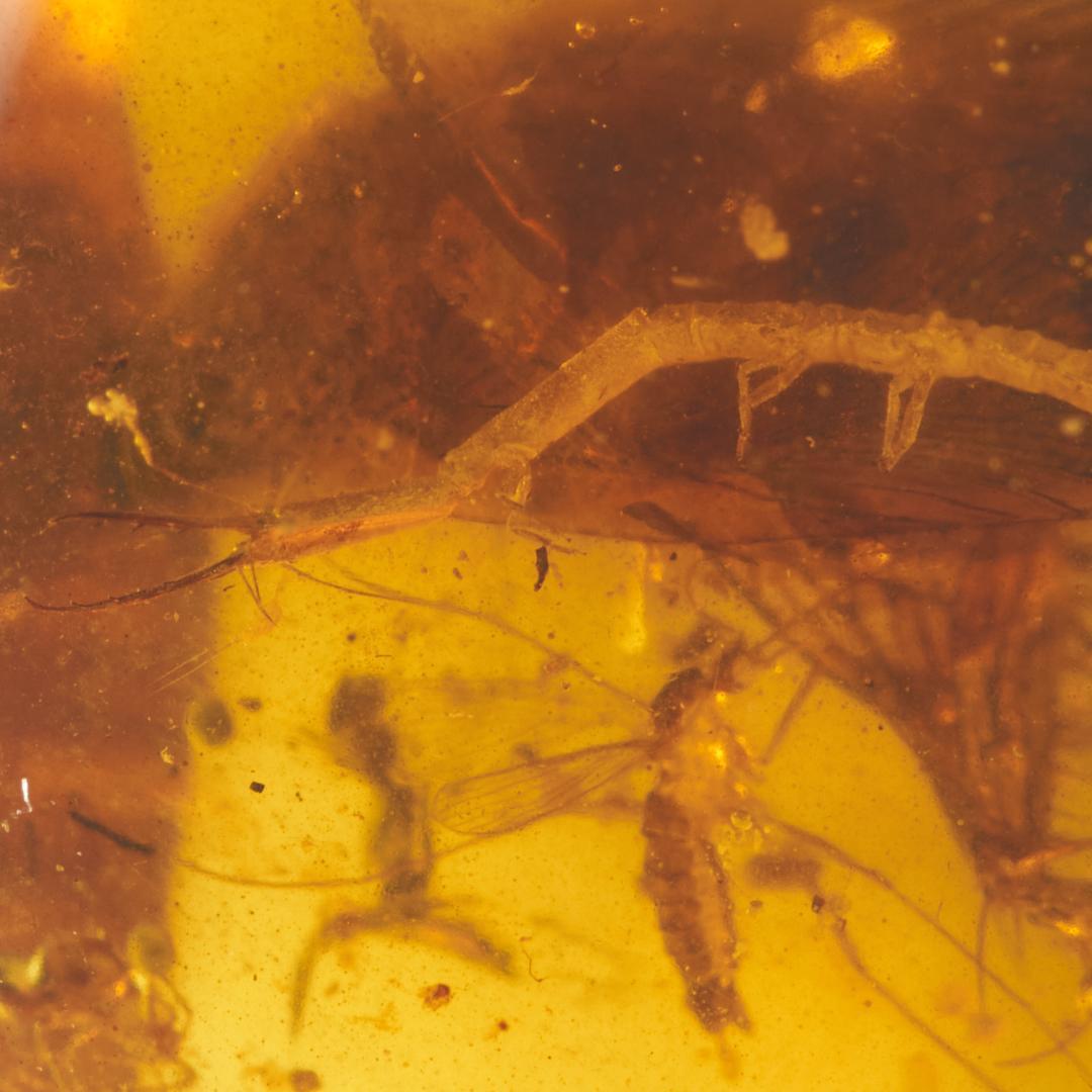 レア極上品 PA100虫入り琥珀化石　ミャンマーカムティかタナイ9900万年前