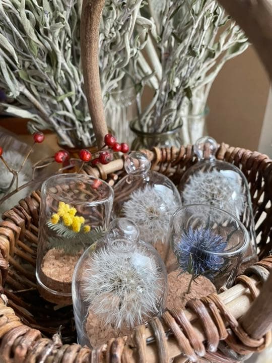 たんぽぽ綿毛ドライフラワー ガラスドーム ボトルフラワー 綿毛ドライフラワー✨