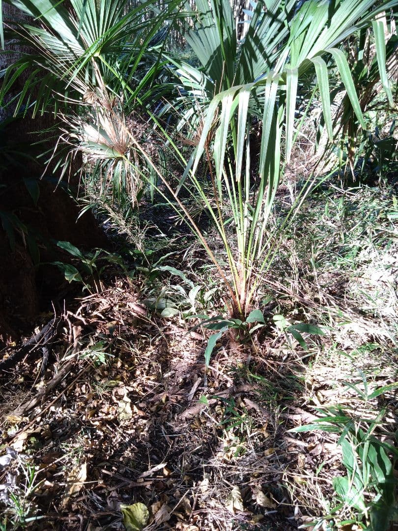 シュロの木、棕櫚の木、1本（選択可能）、庭木、ガーデニング、自己掘り出し