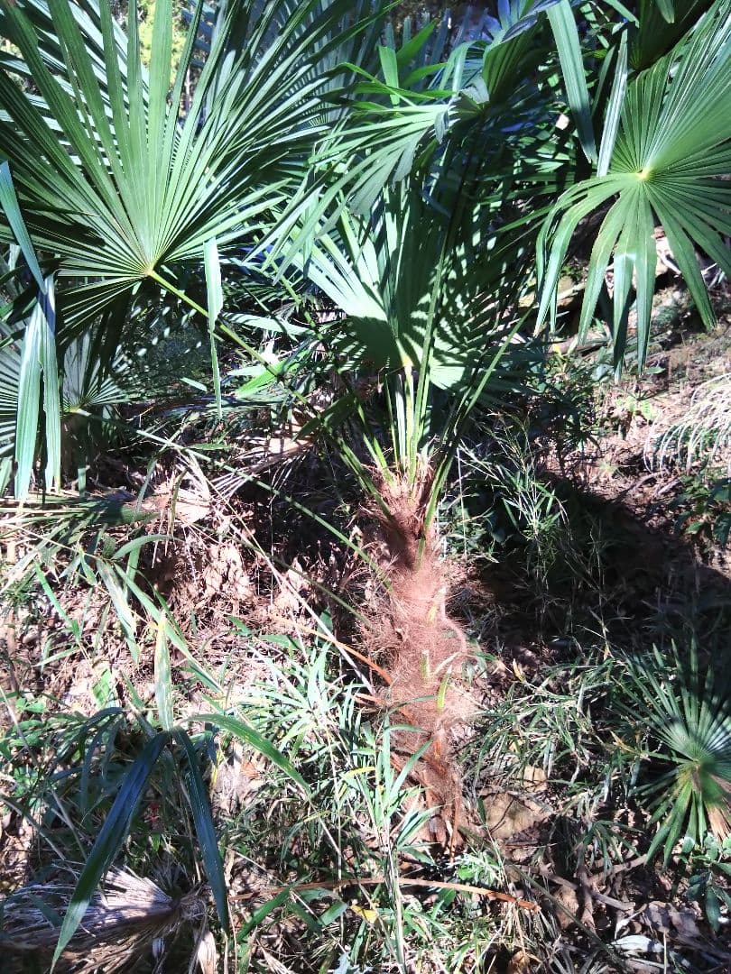 シュロの木、棕櫚の木、1本（選択可能）、庭木、ガーデニング、自己掘り出し