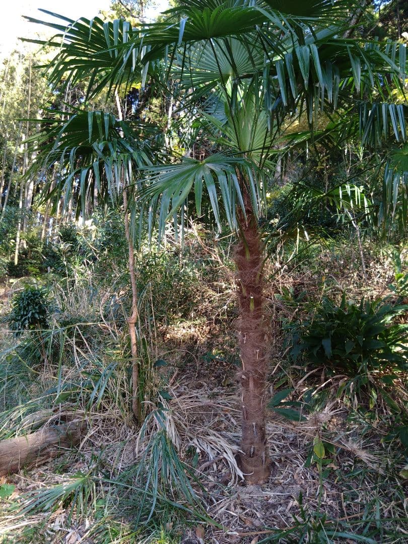 シュロの木、棕櫚の木、1本（選択可能）、庭木、ガーデニング、自己掘り出し