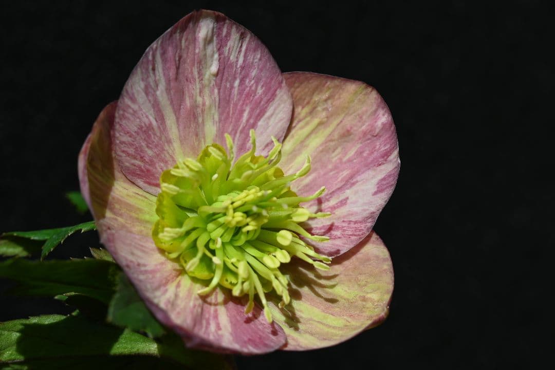 クリスマスローズ　認定絞り咲き　sd丸弁ソフトカップ咲き　加藤農園