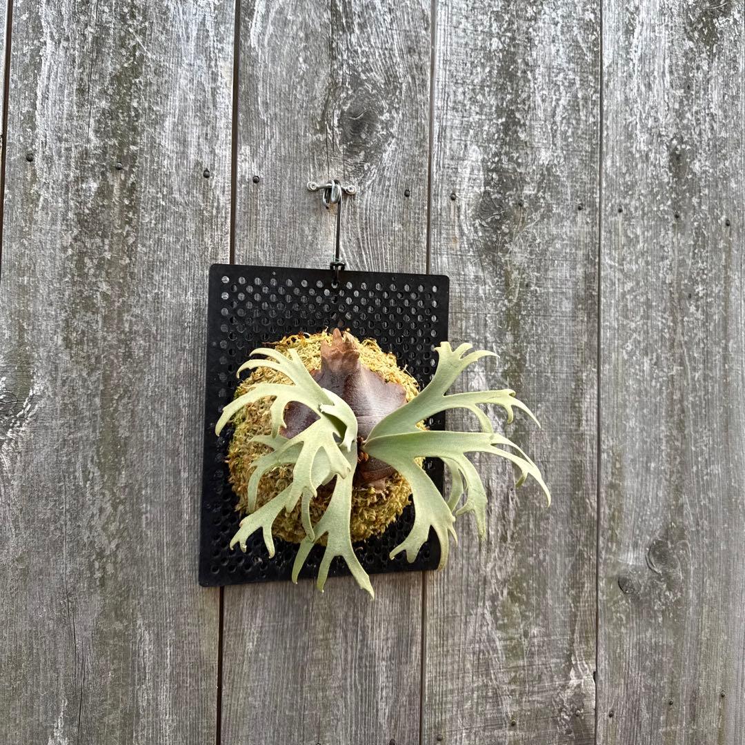 P. willinckii Jenny (pup) ビカクシダ