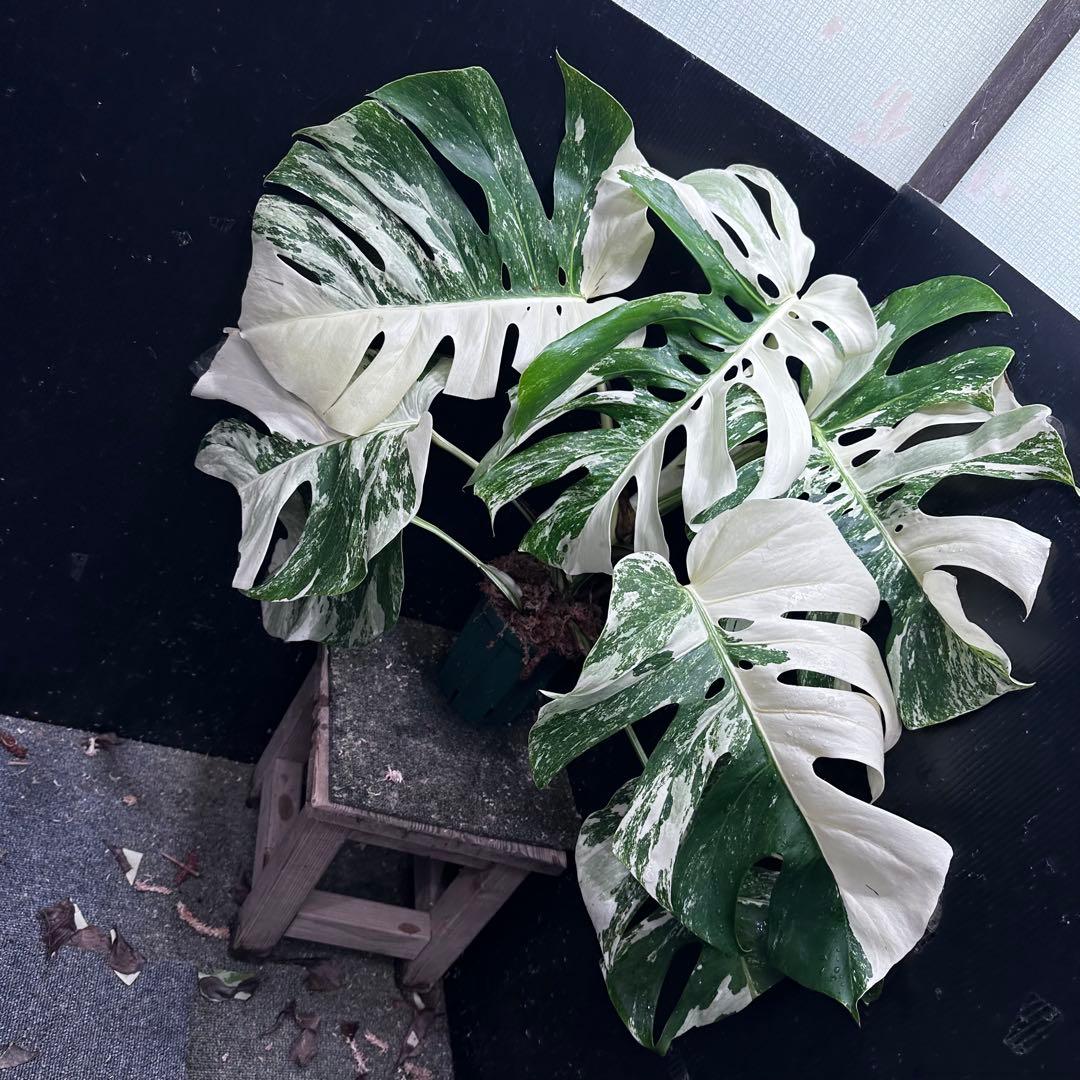 斑入りモンステラ ホワイトタイガー極美大株70cm白斑多