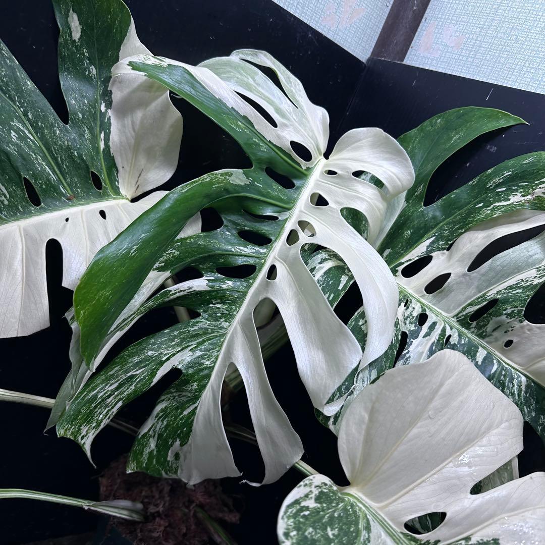 斑入りモンステラ ホワイトタイガー極美大株70cm白斑多