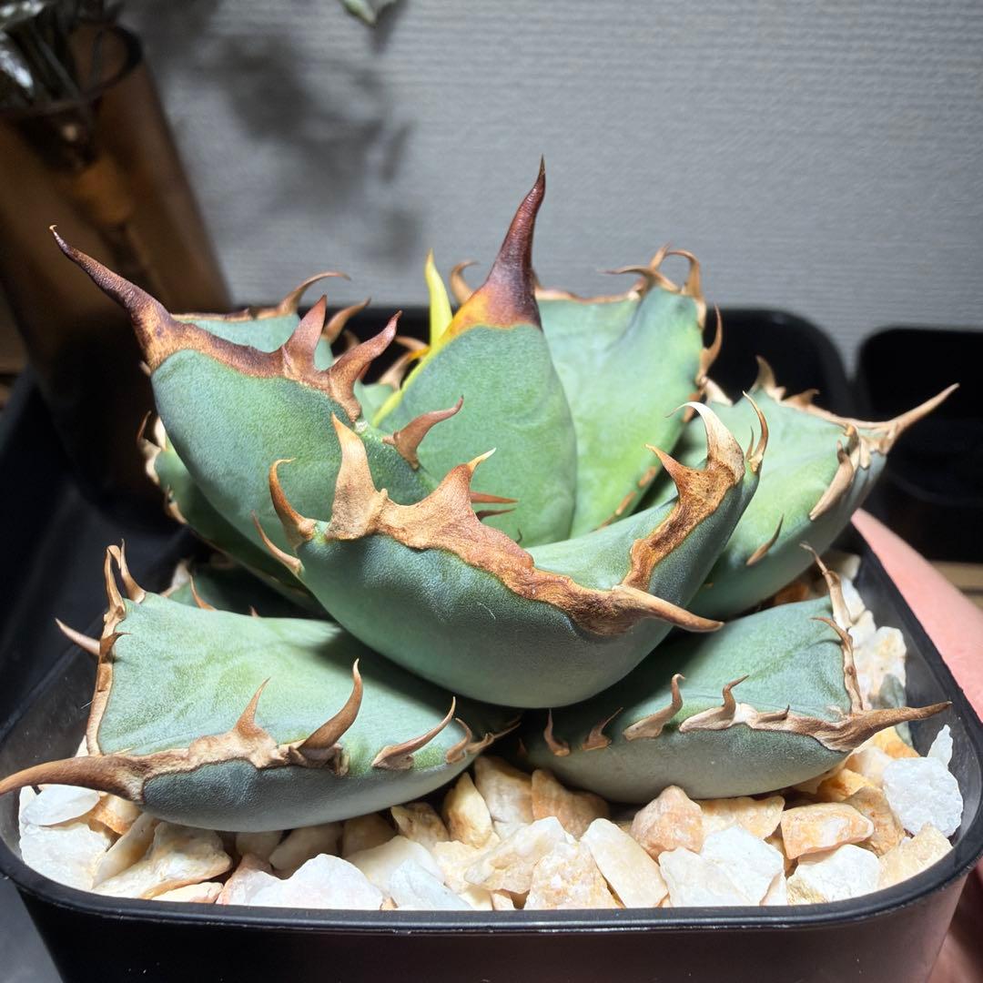 2/5更新　アガベチタノタ　ブルー　実生選抜　阿修羅・鳳凰ぽい雰囲気　発根済み