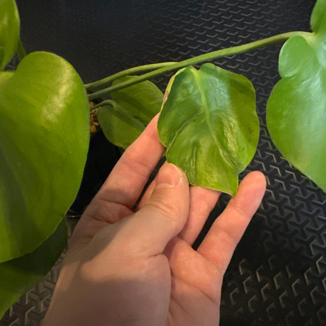 モンステラ　デリシオーサ　ミューテーション　奇形　グリーンオン？