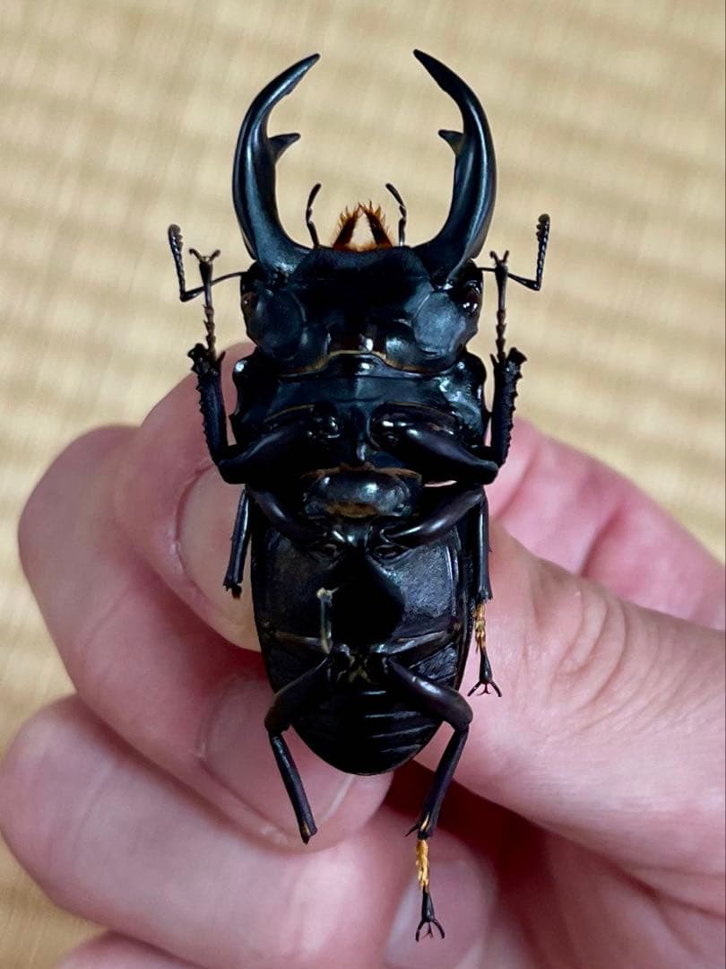 W*a様 オオクワガタ樹液採集個体B品標本3頭セット