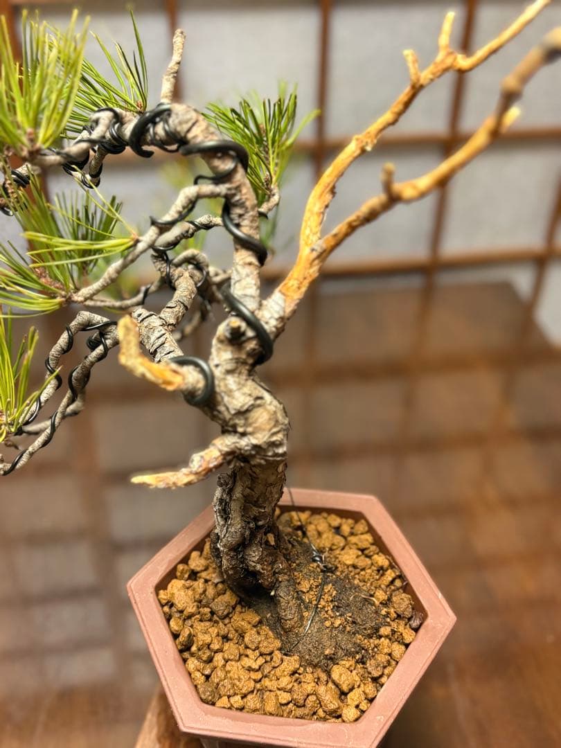 赤松盆栽❗️フォロワー様170人記念❗️値下げ❗️根上がり盆栽❗️黒松盆栽真柏盆栽