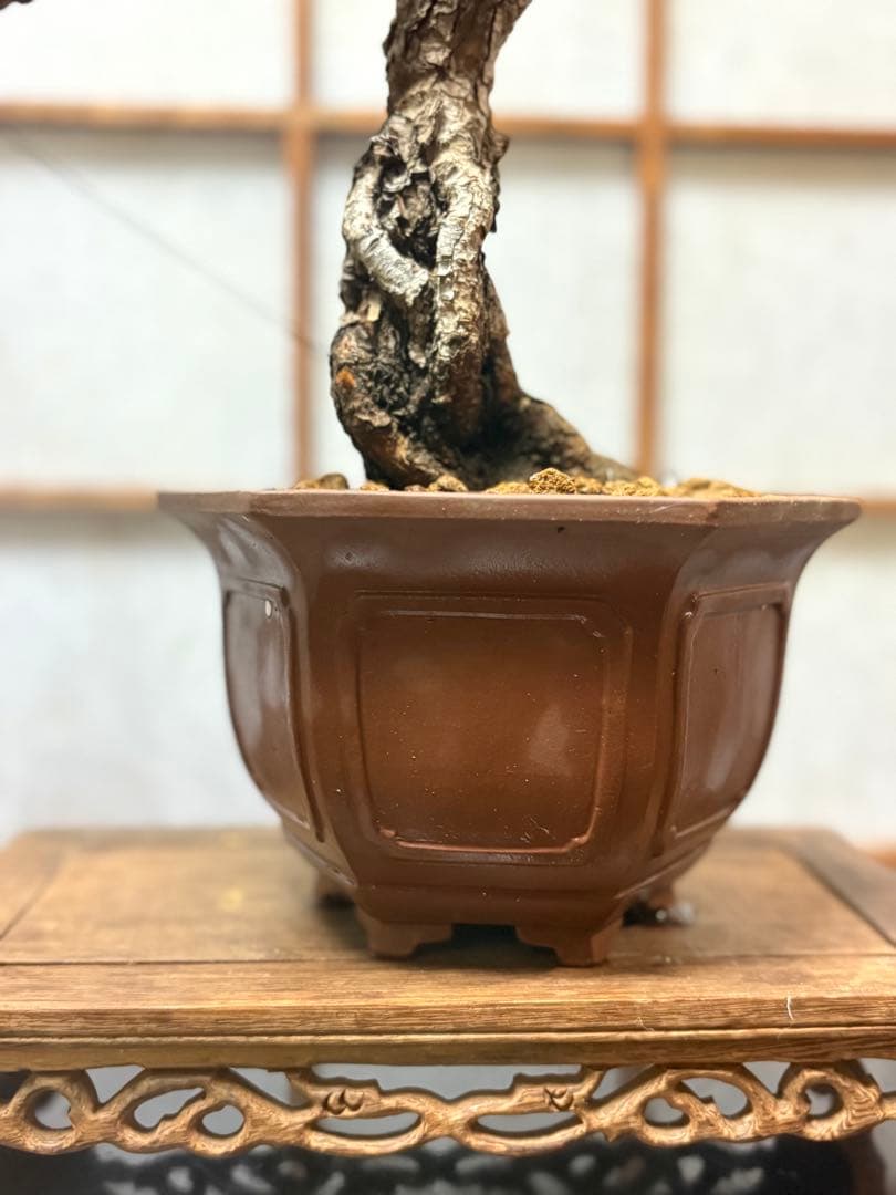 赤松盆栽❗️フォロワー様170人記念❗️値下げ❗️根上がり盆栽❗️黒松盆栽真柏盆栽